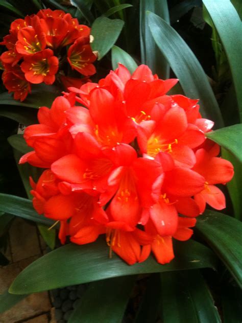 Clivias in Colour, Central Coast, NSW, Australia: Lovely clivia varieties from our garden