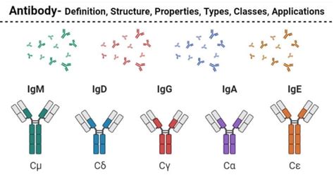 5 Types of Immunoglobulins: IgG, IgM, IgA, IgD, and IgE