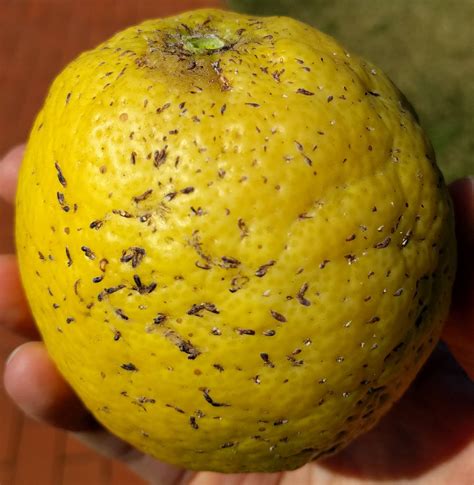 diagnosis - Why does my lemon tree have black scabs on the lemons and ...