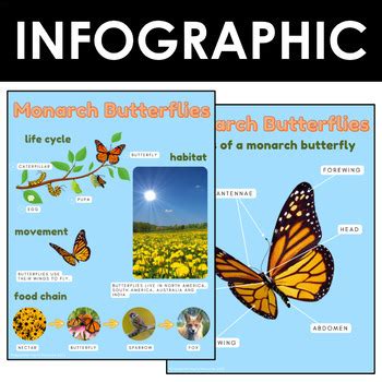 Monarch Butterflies: Life Cycle & more | Early Reader Infographic