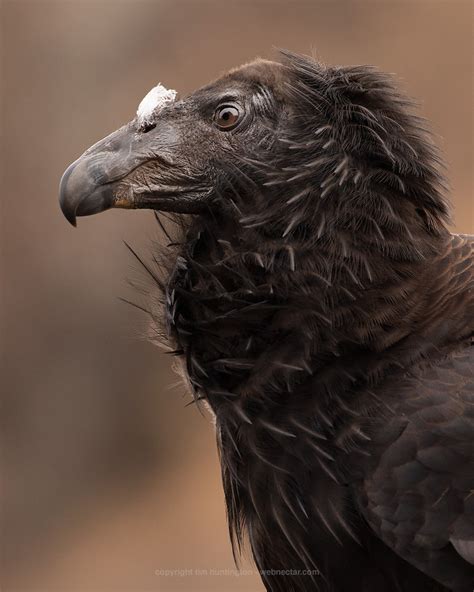 Nesting Condors - VENTANA WILDLIFE SOCIETY