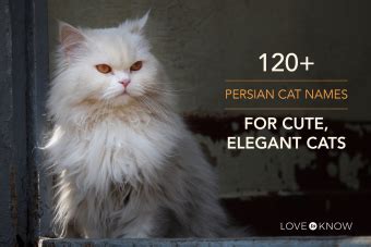 120+ Persian Cat Names for Cute, Elegant Cats | LoveToKnow Pets