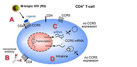 Pathogenesis of HIV-1 Infection | hivbook.com