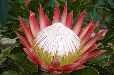 Protea Madiba | Proteaonline.com | Protea, Protea plant, Protea flower