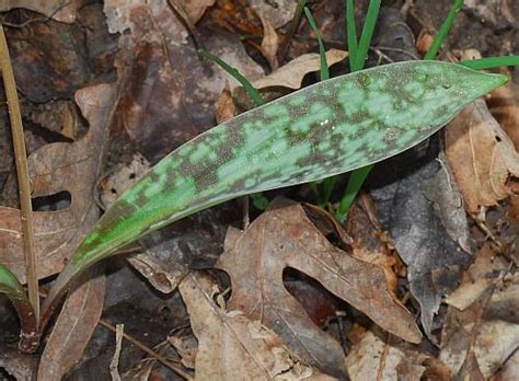 Erythronium americanum page