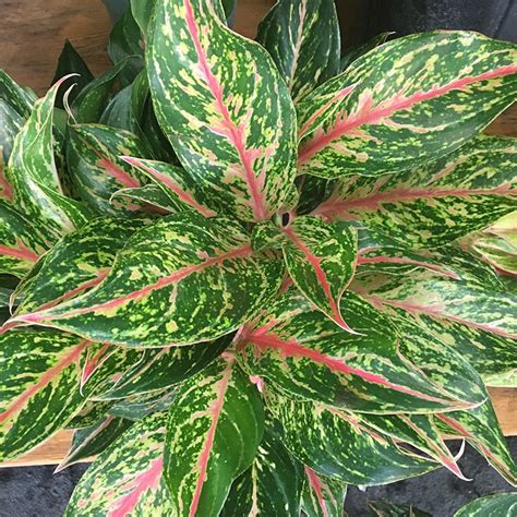 Aglaonema Plant Care Tips