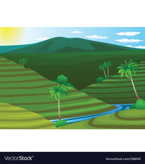 Rice field Royalty Free Vector Image - VectorStock