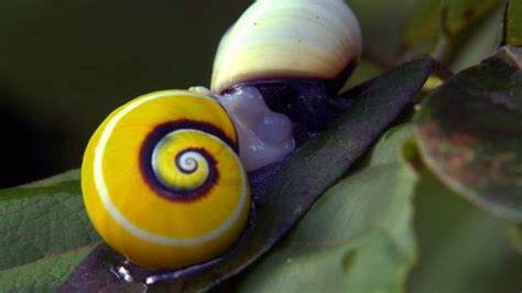 129 best images about Painted Snail. Caracol pintado de Cuba & Candy cane snail on Pinterest ...