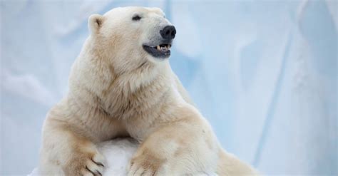 How Many Polar Bears Are Left In The World? - IMP WORLD