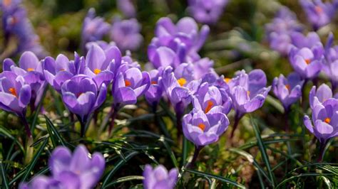 Crocus meaning and symbolism