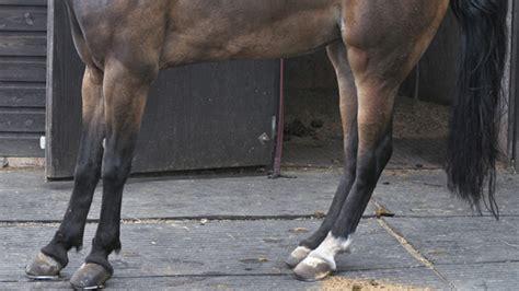 Causes Of Laminitis - How To Diagnose, Treat & Manage with Activo-Med - Animal Therapeutics