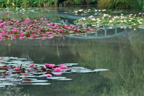 Buy Water lilies & Pond Plants - Bennetts Waterlily Plants