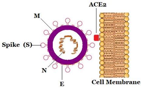 The structure of the coronavirus and its entry point into the cell (26 ...