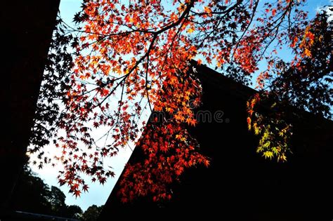 Autumn Leaves of Zen Temple in Japan Stock Image - Image of landscape, autumn: 87846569