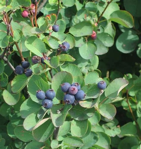 How to Grow Serviceberry (Shadbush), a Native Shrub in 2021 | Small ...