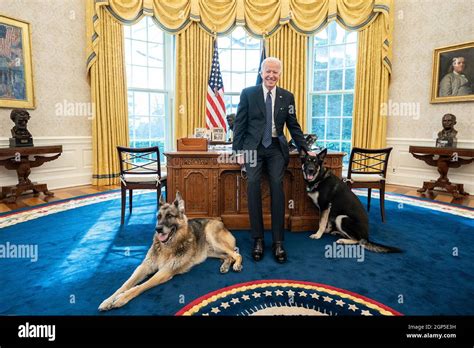 President Joe Biden with the Biden family dogs, Champ and Major, in the ...