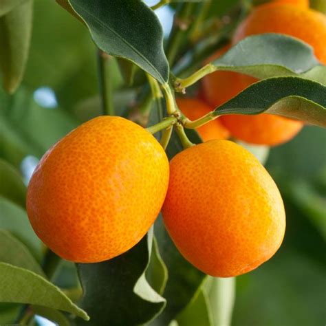 Meiwa Kumquat Tree at Paradise Nursery in Los Angeles