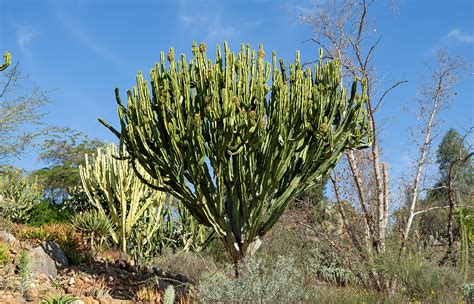 Euphorbias | San Diego Zoo Animals & Plants