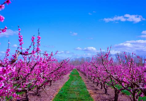 Los campos de flores más espectaculares de Cataluña – l'Alba