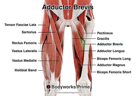 Adductor Muscle