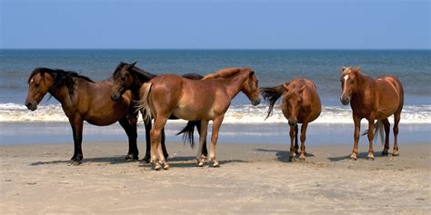 Can Horses Swim? Everything You Need To Know About Horse Swimming