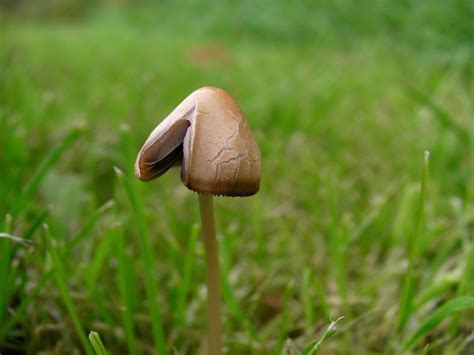 Liberty caps? - Mushroom Hunting and Identification - Shroomery Message Board