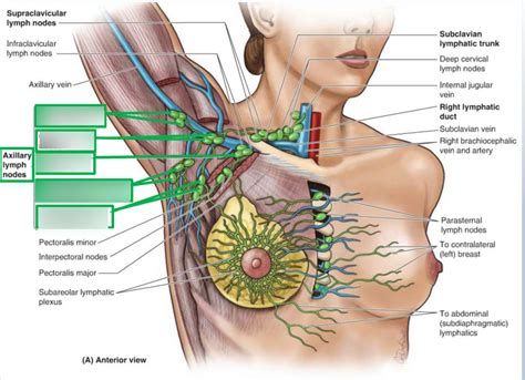 Axillary Lymph Nodes Diagram | Quizlet