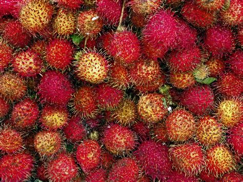 Lychees - Stock Image - C003/8798 - Science Photo Library