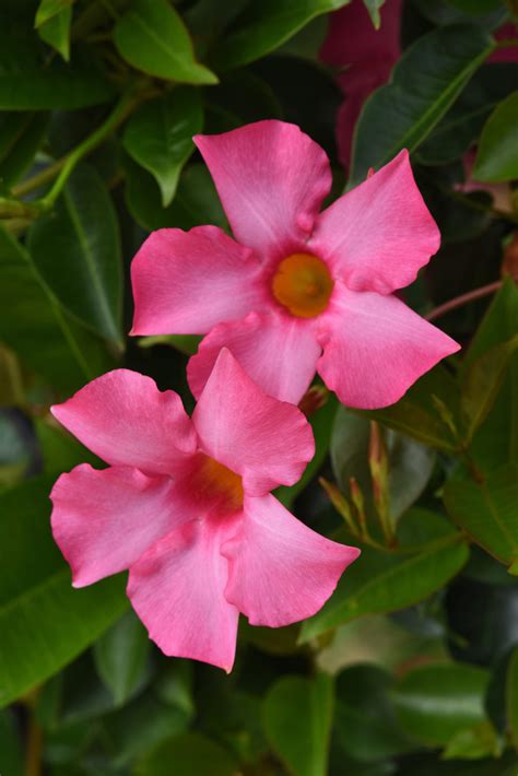 Dipladenia - Opal Pink Vining (Bush Mandevilla) - Milaegers