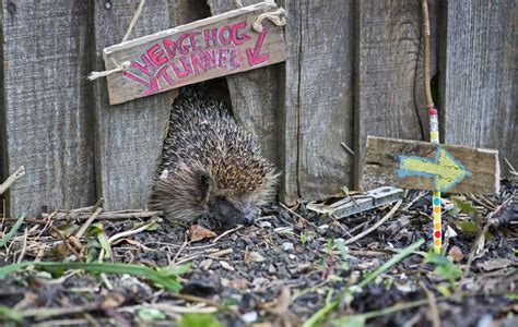 Wildlife garden ideas: 25 ways to transform your plot into a nature ...