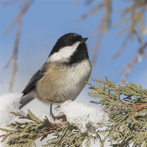 Black Capped Chickadee in the Snow | Shutterbug