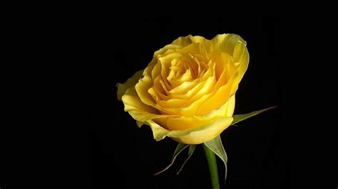 Yellow Rose Wallpapers - Wallpaper Cave