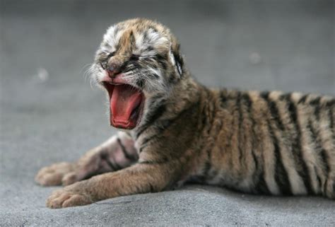 Adorable Newborn Tiger Cubs' First Days Of Life At Columbus Zoo: Watch ...