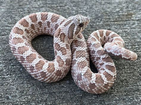 Lavendar Western Hognose Snake for sale | Snakes at Sunset