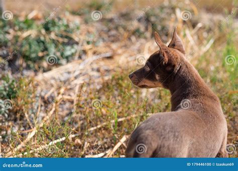 Brown Hunting Dog Puppy in the Bush Stock Photo - Image of friend, obedience: 179446100