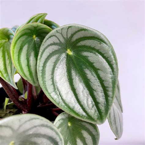 Peperomia Watermelon 12cm - Springvale Garden Centre