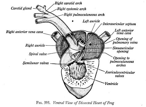 Standard Note: Structure and working of Frog's heart