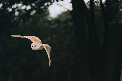 Do Owls Attack Humans?