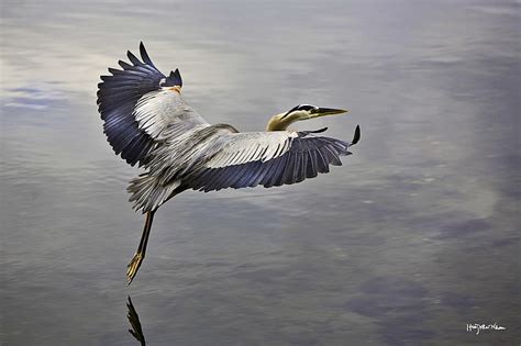 HD wallpaper: white and blue crane, bird, flying, sky, water, take off ...