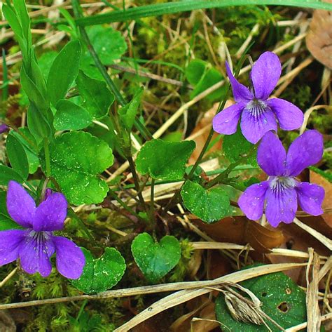 7 Edible Flowers You & Your Veggie Patch Will Love - The Healthy Patch