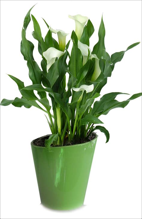 Calla Lily Care Indoors | The Garden