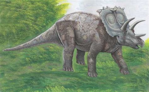 Anchiceratops Pictures & Facts - The Dinosaur Database