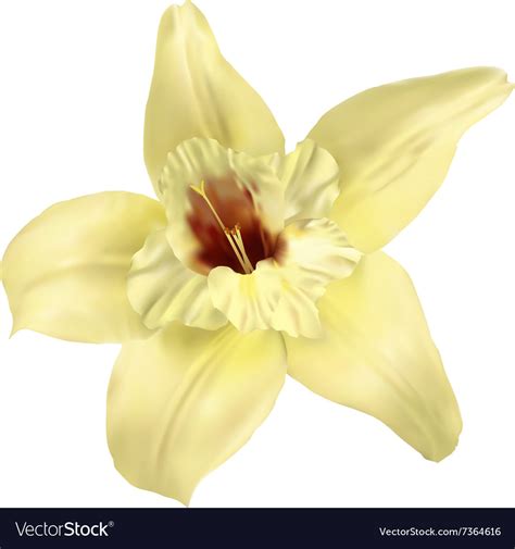 Vanilla flower isolated Royalty Free Vector Image