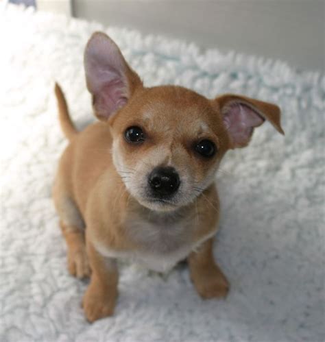 79 best Chihuahua Terrier Mix Dogs images on Pinterest | Chihuahua love, Cutest animals and My love