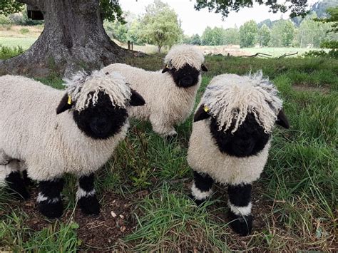 'The cutest sheep in the world' turns heads in Christchurch | RNZ News