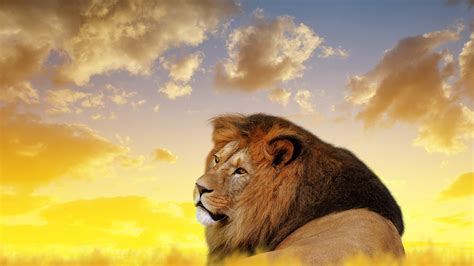 1920x1080 Lion Ultra Hd 4k Laptop Full HD 1080P ,HD 4k Wallpapers,Images,Backgrounds,Photos and ...