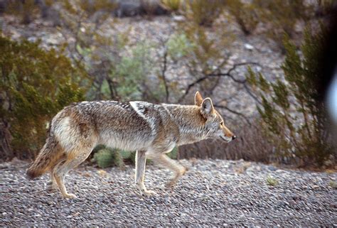 ADW: Canis latrans: INFORMATION