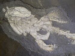 Orthacanthus | Fossil Wiki | FANDOM powered by Wikia