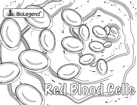 Red Blood Cell Sketch at PaintingValley.com | Explore collection of Red Blood Cell Sketch