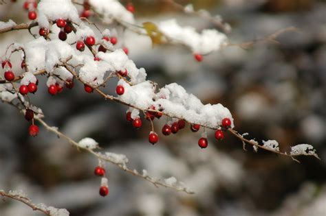 Tree With Fruit Covered With Snow · Free Stock Photo